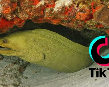 TikTok: The new viral Eel Pit Guy. All you need to know. 