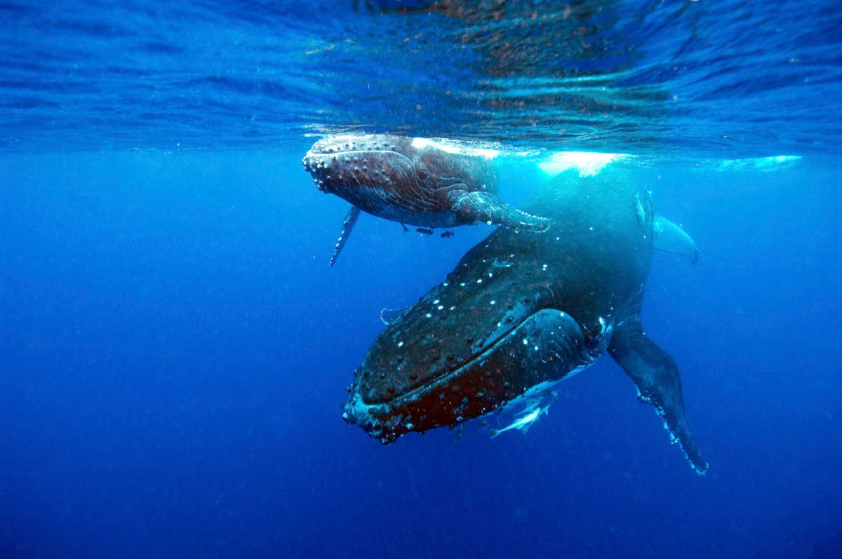 Humpback Whale Swallows Women